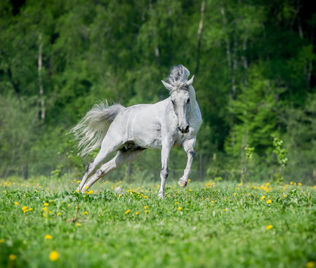 White horse running on pasture in summerの写真素材