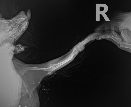 x ray for fracture leg in dog. bone fracture front paws of a dog breed Chihuahuaの写真素材