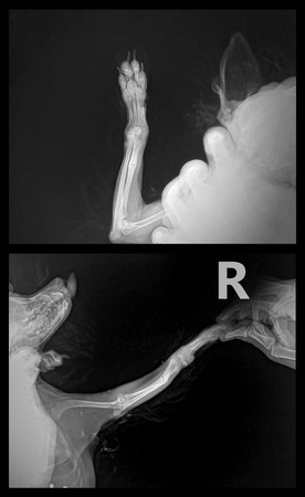 closed fracture of the ulna - right leg in front of the dog Chihuahua breed. X-ray in two proektions - AP and Lateral X-Rayの写真素材