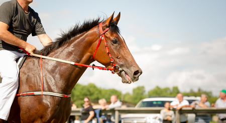 racing horse portrait close up on competitionの写真素材