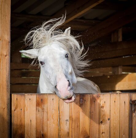 Funny portrait of horse shaking mane in summer stallの写真素材