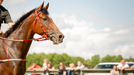 racing horse portrait close up on competitionの写真素材