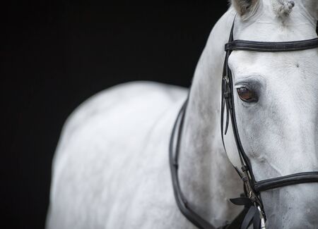 Close up portrait of grey horse on black background.の写真素材