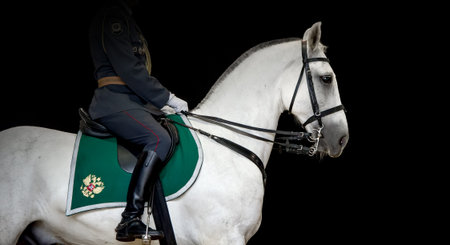 Rider on white dressage horse on black background