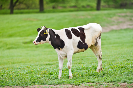 Black-flecked breed calf cow on a green meadow in the early morningの写真素材