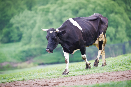 Black-flecked breed cow on a green meadow in the early morningの写真素材