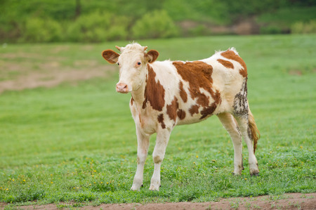 Red-flecked breed calf cow on a green meadow in the early morningの写真素材