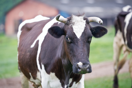 Close-up portrait cow on a meadowの写真素材