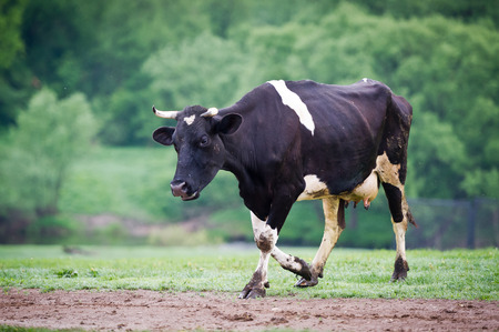 Black-flecked breed cow on a green meadow in the early morningの写真素材