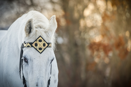 white trotter horse in medieval front bridle-strap outdoor horizontal close up portrait in winter in sunsetの写真素材