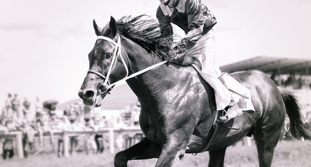 racing horse portrait in actionの写真素材