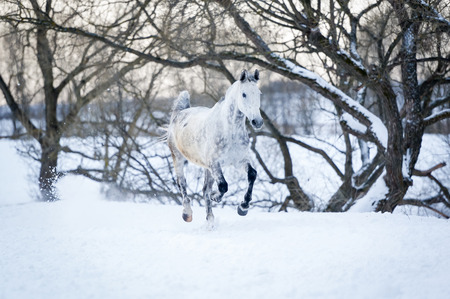 Gray horse running gallop in winter forestの写真素材