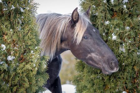 Portrait Rocky Mountain horse of silvery-black colorの写真素材
