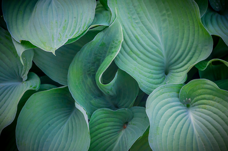 green leaf backgroundの写真素材