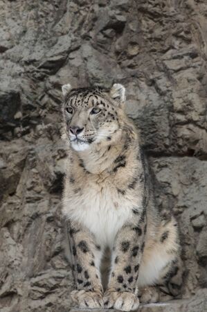 Closeup of a male snow leopard between rocksの写真素材