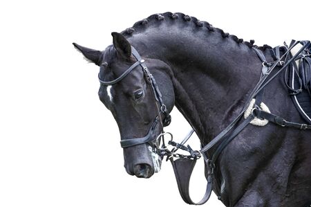 Equestrian sport portrait - cross-country head of sorrel horseの写真素材