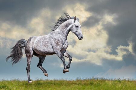 Grey horse running on the grass on sky and couldの写真素材