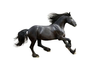 black friesian horse gallop isolated on whiteの写真素材