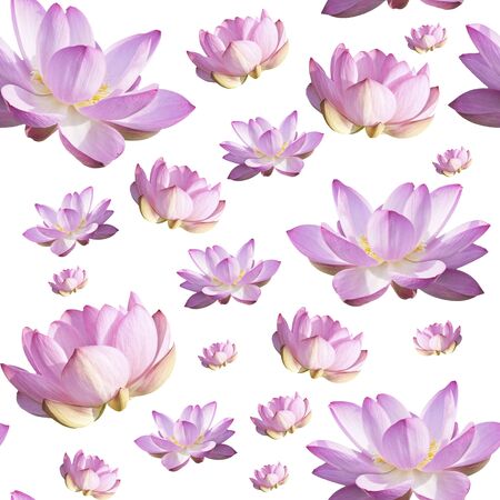 Pink Lotus Flower. Floral Botanical Flower. Seamless Background Pattern. On Whiteの写真素材