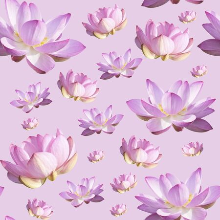 Pink Lotus Flower. Floral Botanical Flower. Seamless Background Pattern. On Whiteの写真素材