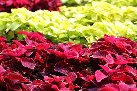 beautibeautiful colored flowersful colored flowers. In the park.の写真素材