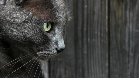 Beautiful gray catの写真素材