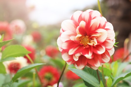 Closeup of dahlia flowerの写真素材