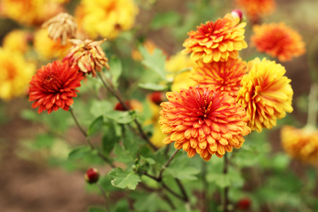 Orange flowers close up viewの写真素材