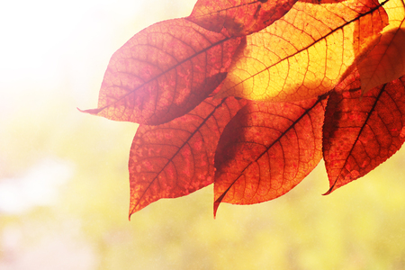 Colorful and bright background made of fallen autumn leaves, natureの写真素材