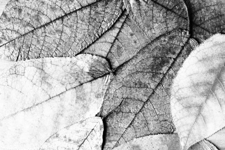 Colorful and bright background made of fallen autumn leaves, natureの写真素材