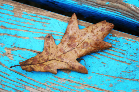 autumnal leaves on wood background, blue table, natureの写真素材