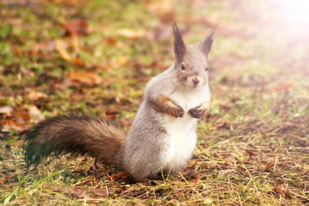 Cute grey squirrel eating in the park, natureの写真素材