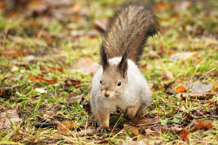Cute grey squirrel eating in the park, nature