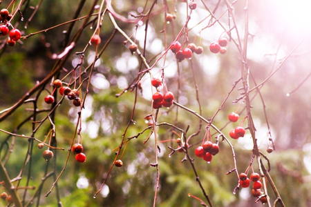 Small wild apples hang on the branches of the apple tree in the autumn forest, outdoorの写真素材