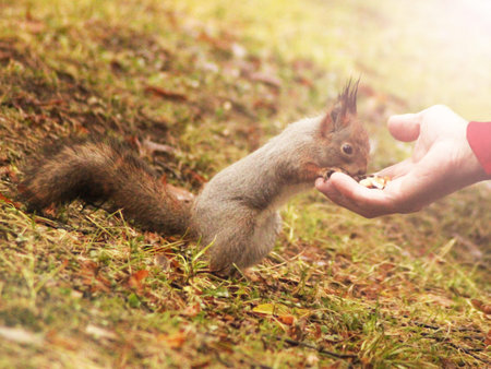 Cute grey squirrel eating in the park, natureの写真素材