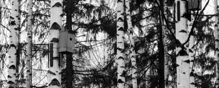 Little Birdhouse over wooden table outdoors in the garden, outdoorの写真素材