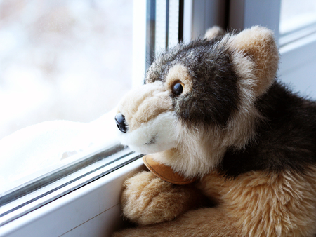 Grey dog toy looks out of the window, sadの写真素材