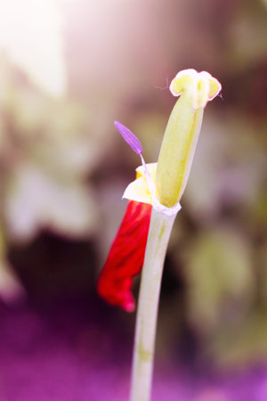 faded red tulip, the pistil of a flower, natureの写真素材