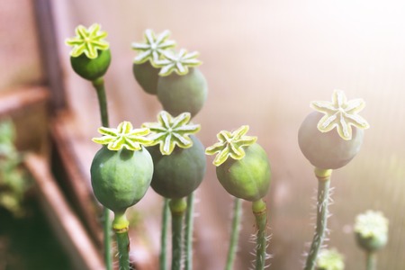Group of heads of the ripened garden poppy, tonedの写真素材