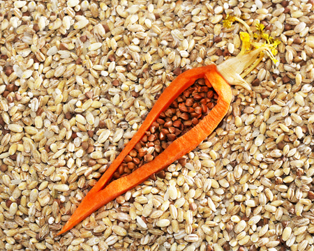 Dry barley, useful natural product, carrots idea foodの写真素材