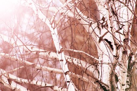 Beautiful snow-white white forest in winter. Background for your text from the snow-covered branches of birches.の写真素材