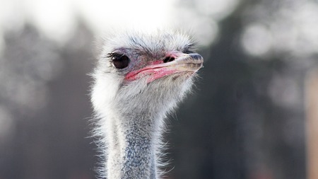 Portrait of an ostrich in sunny day, animalの写真素材