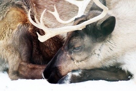 sleeping brown hart close up, wildlife, close upの写真素材