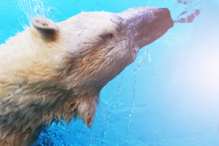 White Polar Bear Hunter on the Ice in water drops, wildlifeの写真素材