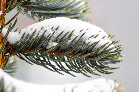 fir-tree branch in snow for new year