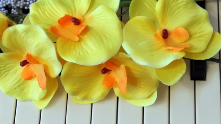 Orchid on the background of piano, romantic setting, musicの写真素材