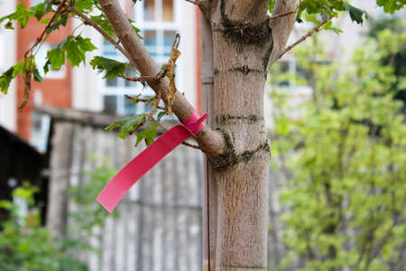Photo of plants growing from soil heaps with conceptual words written on paper cardsの写真素材