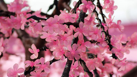 beautiful pink cherry blossom Sakura flower, and with vintage japan building background. Nature.の写真素材