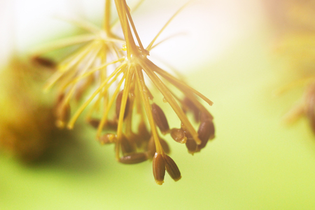 dill flowers in nature. macro, so closeの写真素材