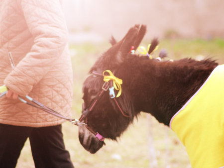 Laughing donkey - good and funny donkey. The Portrait. The best photo of donkey in the world. Toned.の写真素材
